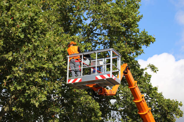 Harbison Canyon, CA Tree Removal and Landscaping Services Company